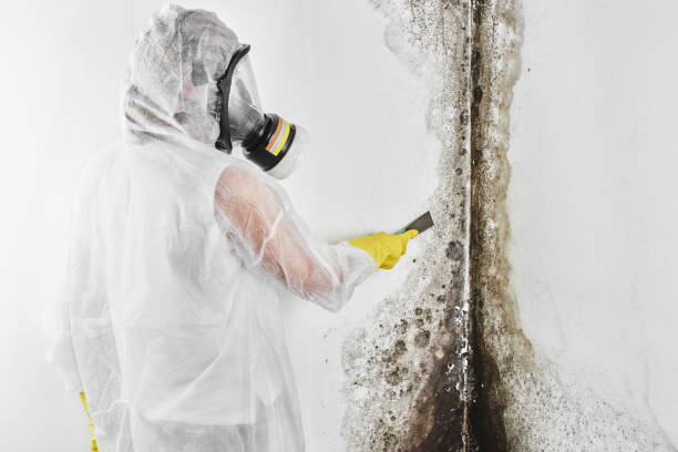 Best Office Mold Removal Services  in Horton, KS