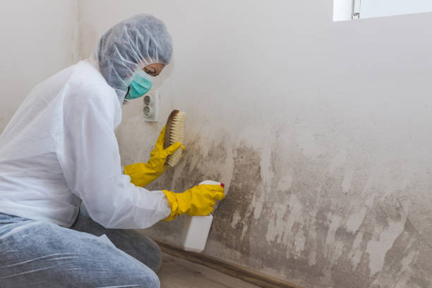 Best Emergency Mold Removal  in Horton, KS