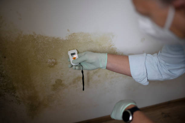 Best Mold Inspection  in Horton, KS