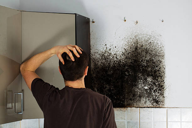 Professional Mold Removal in Horton, KS