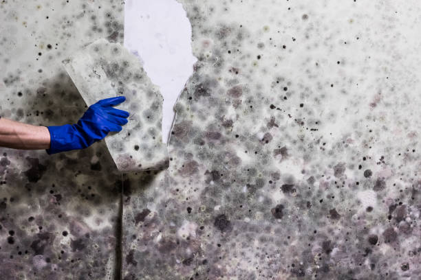 Best Toxic Mold Removal  in Horton, KS